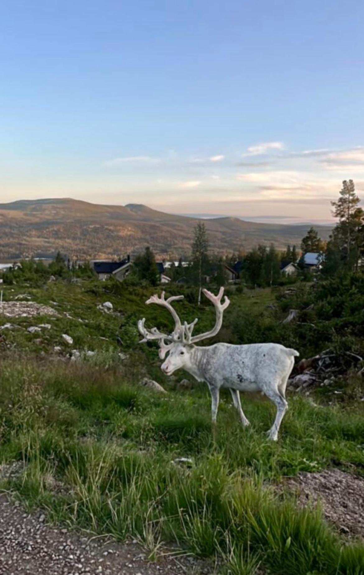 1125 Fjaellstugan Lofsdalen Kültér fotó
